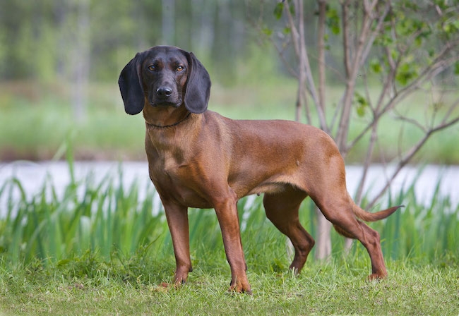 Bayersk viltspårhund
