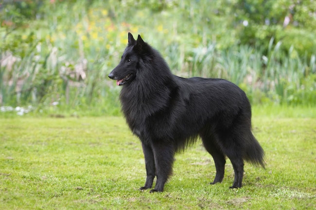 Belgisk vallhund groenendael