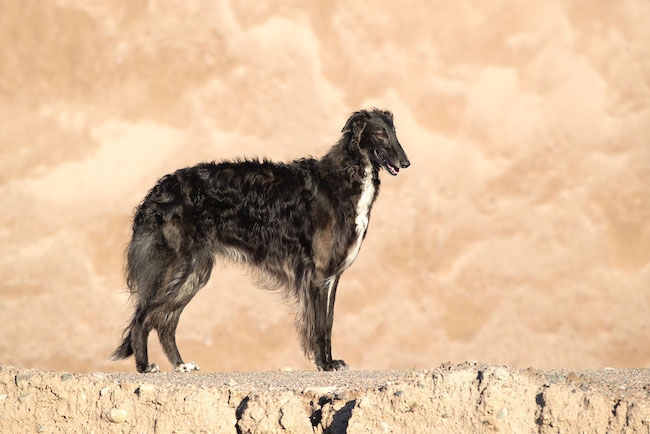 Borzoi