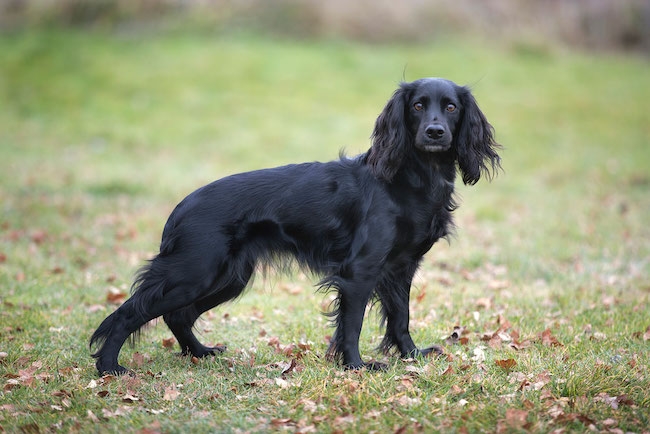Cocker spaniel jakttyp