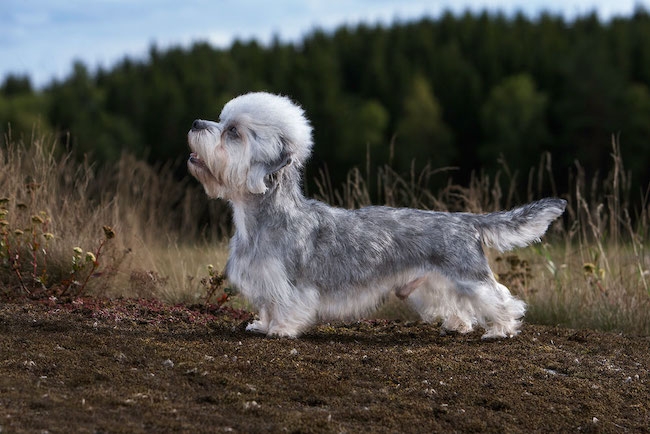 Dandie dinmont terrier