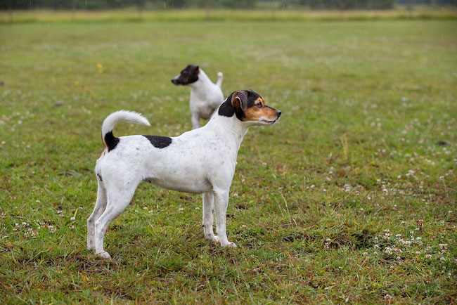 Dansk svensk gårdshund