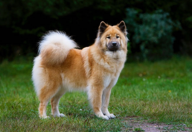 Eurasier