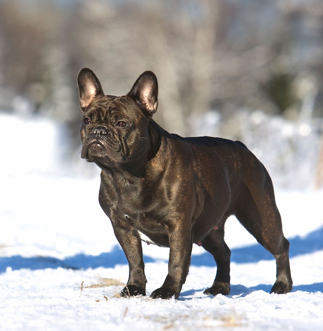 Fransk bulldogg