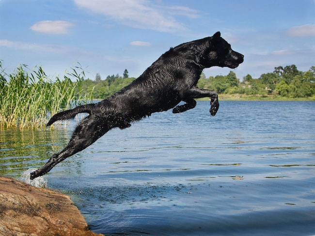 Labrador retriever