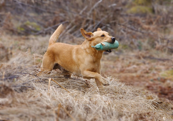 Labrador retriever