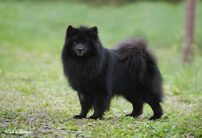 Svensk lapphund